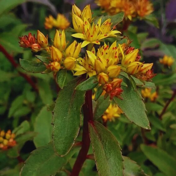 Очиток живучий - 5