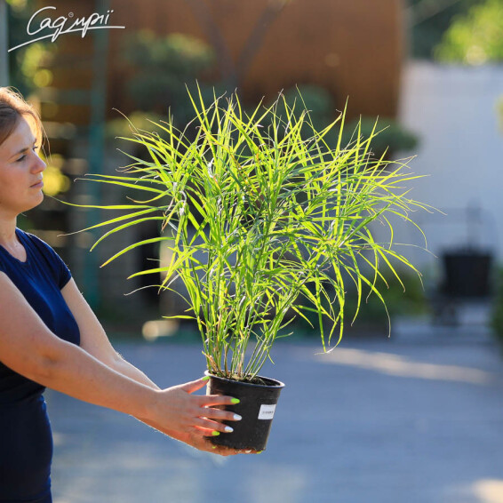 Осока пальмолистна - 1