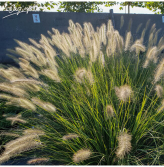 Пенісетум волохатий