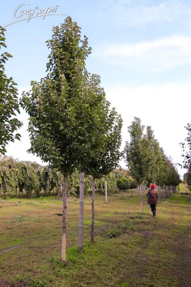 Груша Каллеріана 'Redspire' #3, WRB 18--20 500+ St. 1/2 - 11