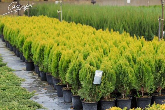 Туя західна 'Aurea Nana' - 6