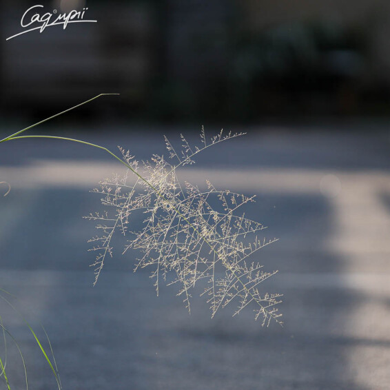 Споробол повітряний - 4