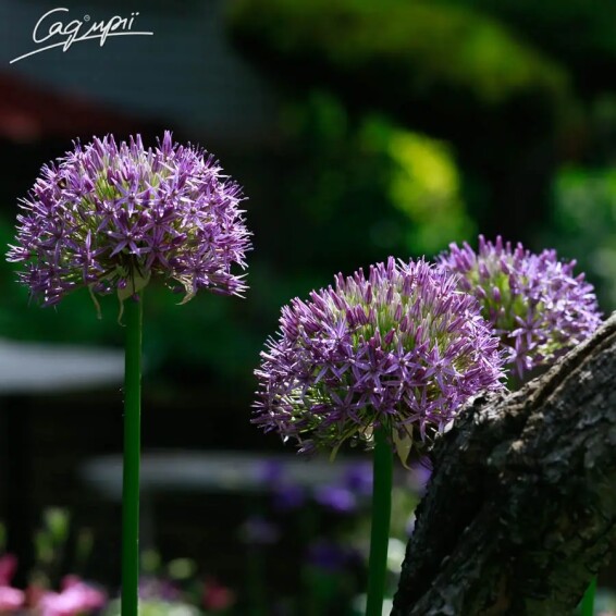 Цибуля духмяна з фіолетовими квітами - 3