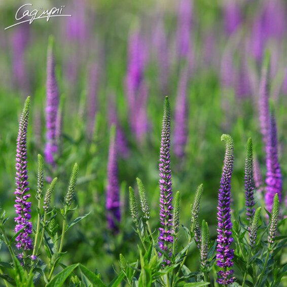 Вероника длиннолистная 'Eveline', p9 - - 4 Вероника длиннолистная 'Eveline', p9 - - 4