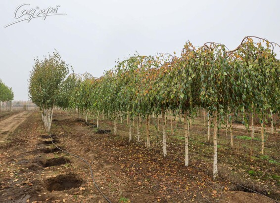 Береза плакуча 'Youngii', WRB 16--18 - St. 200-225 - 11