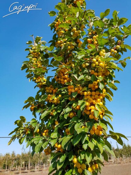 Яблоня 'Golden Hornet' - 3 Яблоня 'Golden Hornet' - 3