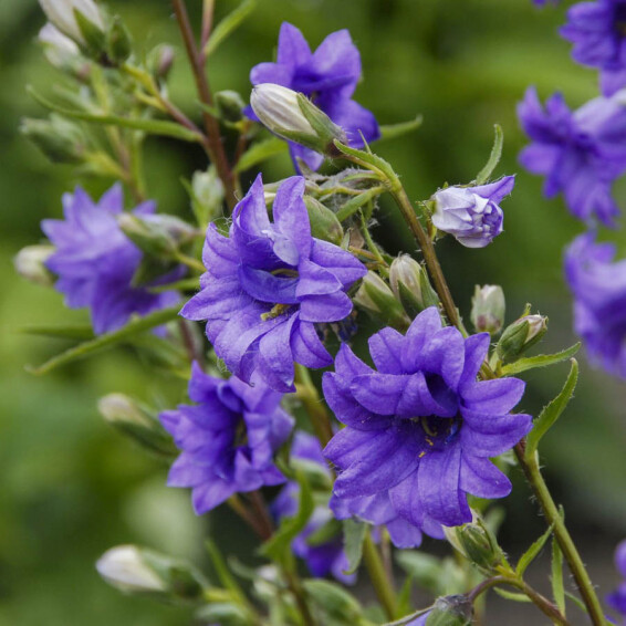 Дзвоник кропиволистий ‘Bernice’ - 1 Дзвоник кропиволистий ‘Bernice’ - 1