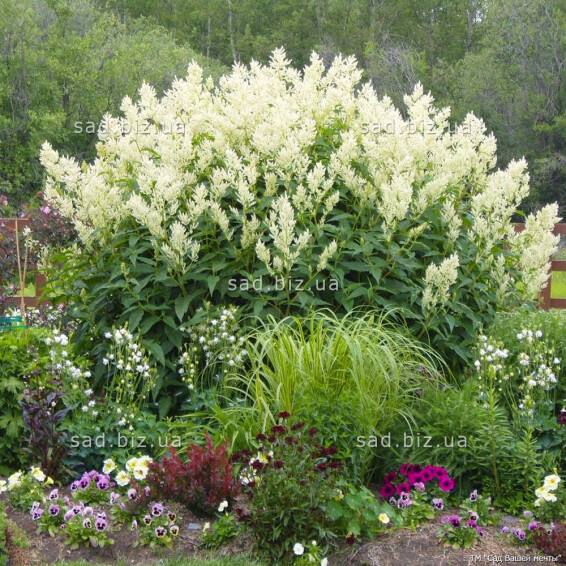 Горец изменчивый - 1 Горец изменчивый - 1