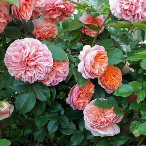 Роза 'Chippendale' - 5