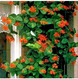 Жимолость Брауна 'Dropmore Scarlet'