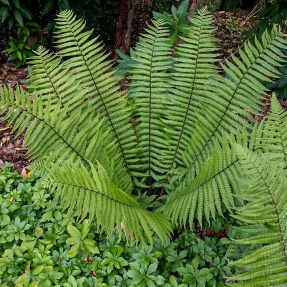 Щитовник (папоротник) валлеха - 7