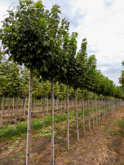 Клен гостролистий 'Globosum' #10, WRB 12--14 250-300 St. 200-225 - 8