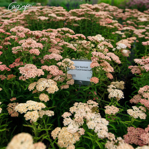 Тысячелистник гибридный 'Tutti Frutti Apricot Delight ®' - 5