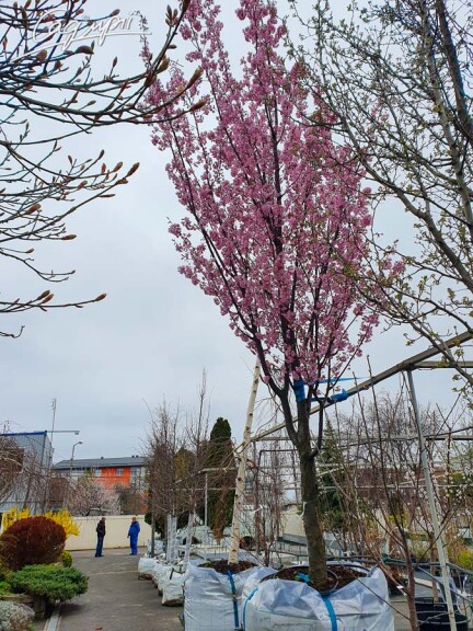 Слива розчепірена 'Pissardii' #23, WRB 20--25 500-600 St. 220-230 - 5