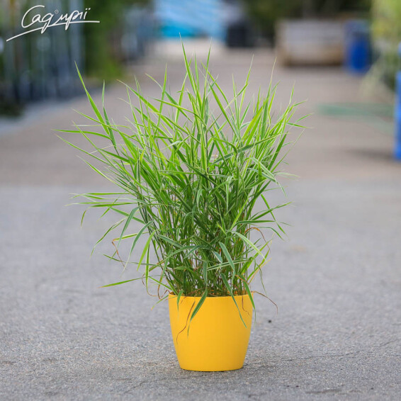 Канареечник (двукисточник) тростниковый 'Tricolor' - 5