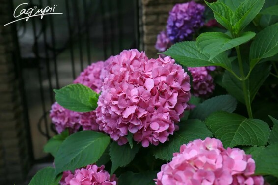 Гортензія крупнолиста 'Bouquet Rose' - 4