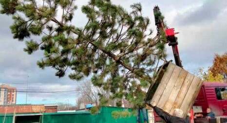 Великомірні дерева, солітери