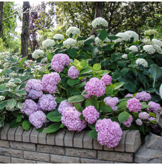 Гортензія крупнолиста 'Endless Summer'