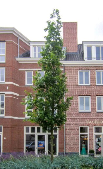 Дуб болотный 'Green Pillar' - 2