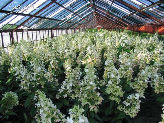 Гортензія волотиста 'Pinky Winky' ® - 4