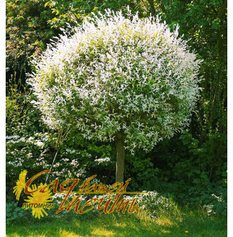 Верба цільнолиста 'Hakuro-nishiki'