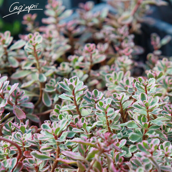 Очиток ложный Variegatum - 1 Очиток ложный Variegatum - 1