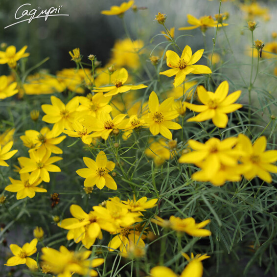 Кореопсіс мутовчатий 'Zagreb' - 2 Кореопсіс мутовчатий 'Zagreb' - 2