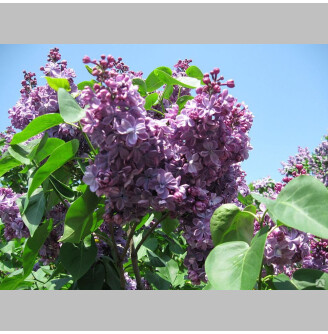 Бузок звичайний 'Carpe Diem'