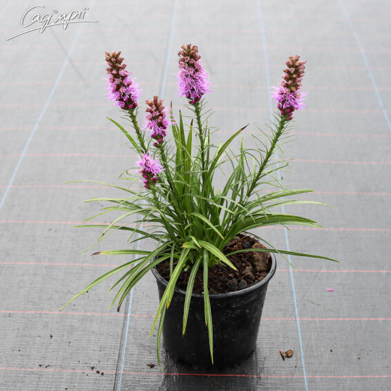 Ліатріс колосковий 'Floristan Violet', Р9 - - 2 Ліатріс колосковий 'Floristan Violet', Р9 - - 2