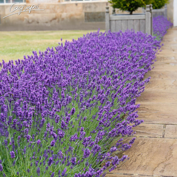 Лаванда вузьколиста 'Munstead', p9 - - 5