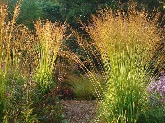 Молінія очеретяна - 1