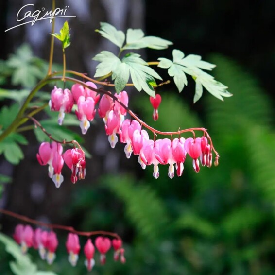 Дицентра великолепная - 1 Дицентра великолепная - 1