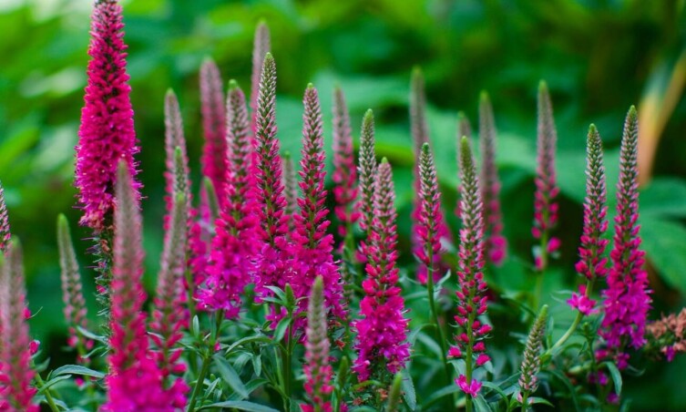 Вероника ‘First Love’: изящное украшение для вашего сада