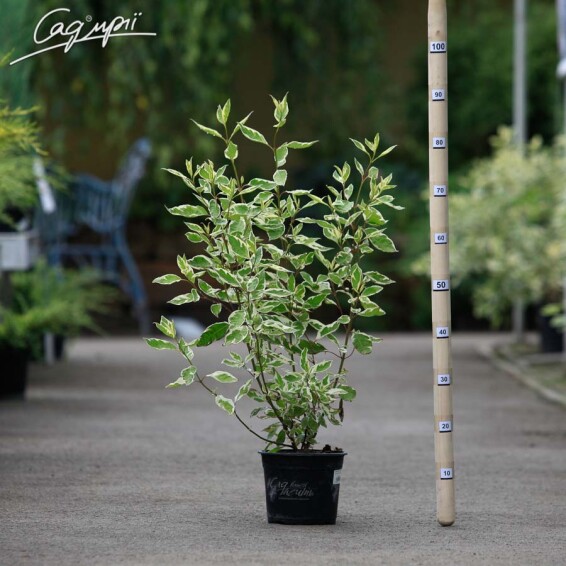 Дерен білий 'Elegantissima' - 3