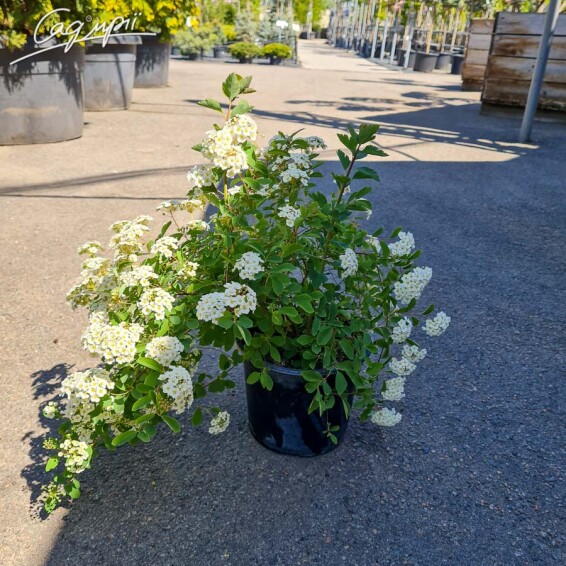 Спирея Вангутта - 5