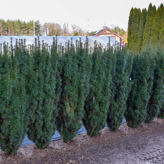 Тис середній 'Green Rocket' - 3