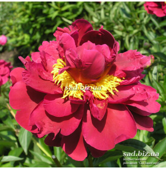 Півонія трав'яниста 'The Mighty Mo'