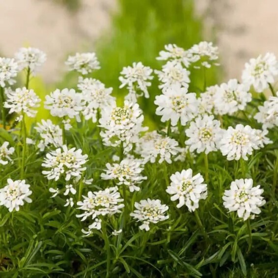 Иберис вечнозеленый 'Schneeflocke' #1, p9 - - 3