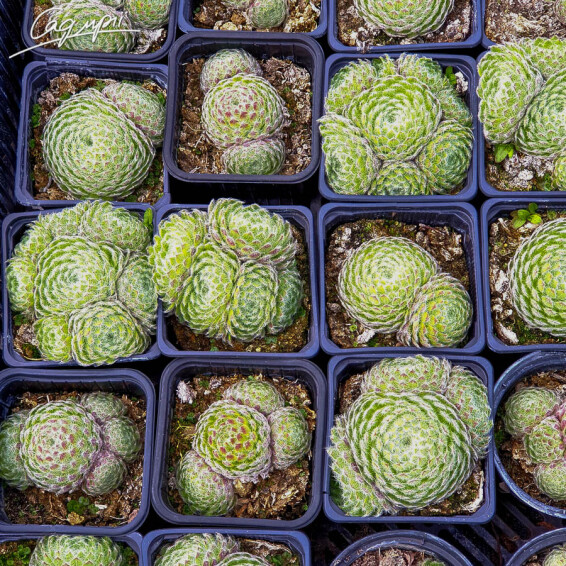 Молодило 'Spider 003' - 3