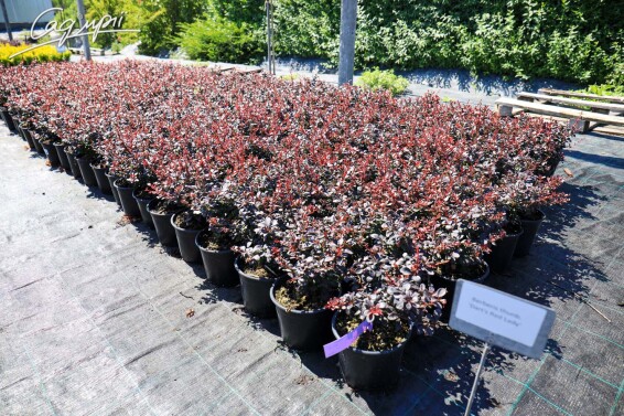 Барбарис Тунберга 'Darts Red Lady' - 2 Барбарис Тунберга 'Darts Red Lady' - 2