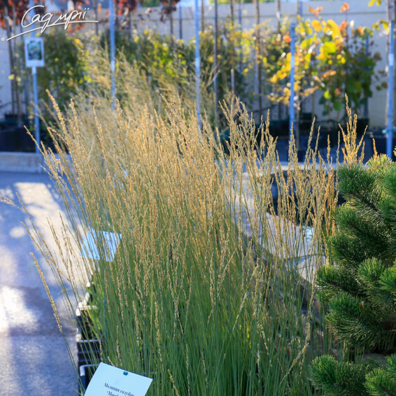 Молінія голуба 'Moorhexe' - 1 Молінія голуба 'Moorhexe' - 1