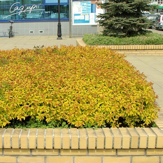 Спирея японская 'Goldflame' - 4 Спирея японская 'Goldflame' - 4