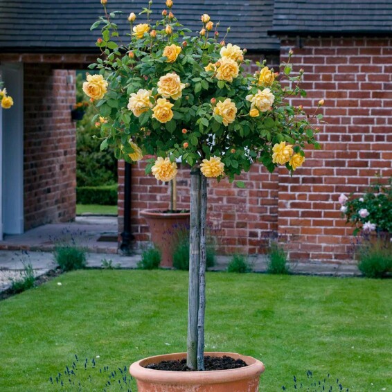 Роза 'Golden Celebration' #1, C7 - - 3