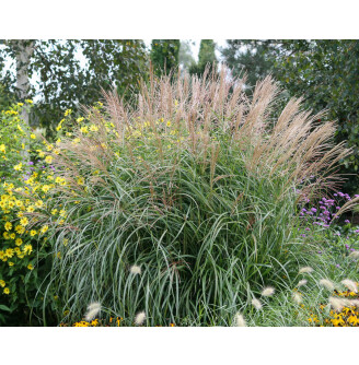 Мискантус китайский 'Kleine Fontane'