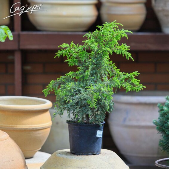 Ялівець звичайний 'Hibernica' - 4