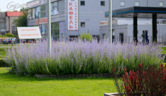 Перовскія лебедолистна 'Blue Spirе' - 3