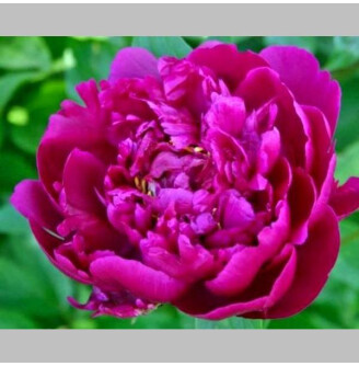 Півонія трав'яниста 'Aviateur Bleriot'