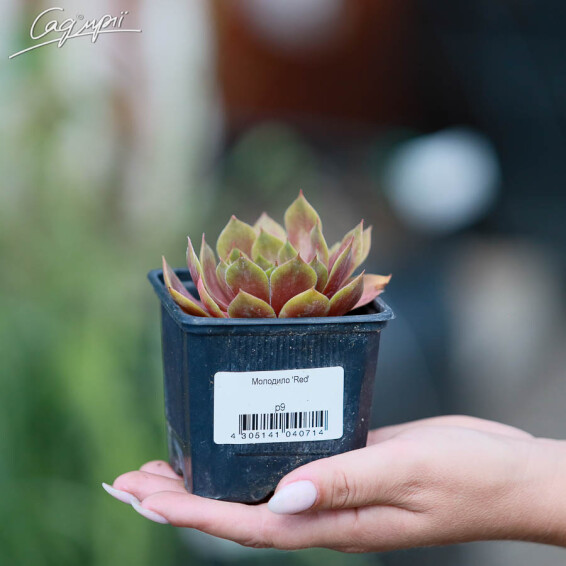 Молодило 'Red' - 3