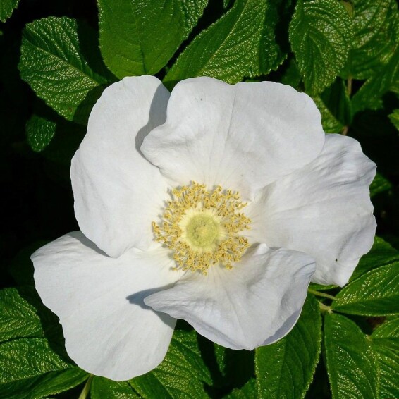 Роза бедренцелистная - 3