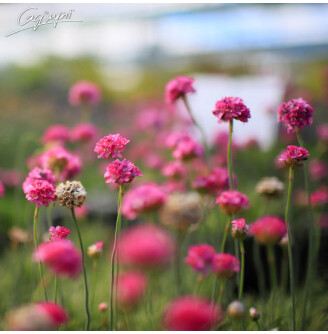 Армерія приморська 'Nifty Thrifty'